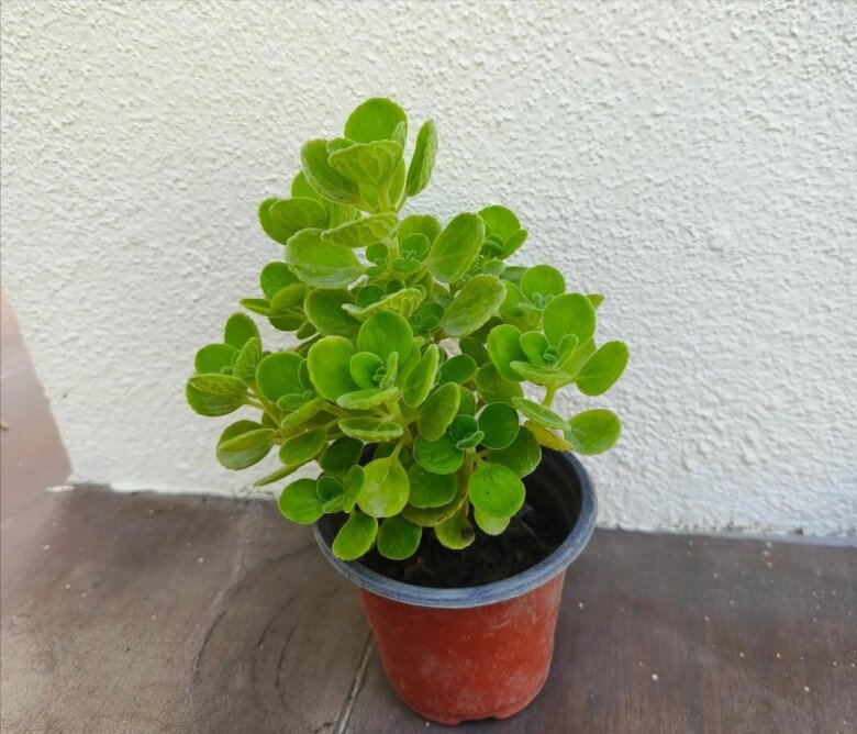 Cây cảnh đuổi muỗi cực đỉnh, lại được ví như “mèo Thần Tài” nhưng nay bị nhiều người cho vào danh sách đen vì 4 lý do - 3