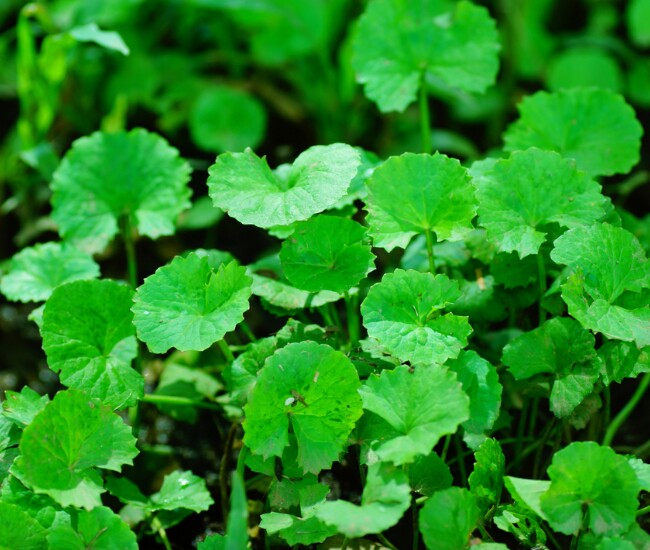 Rau má không chỉ là loại rau dân dã quen thuộc mà còn là thần dược làm đẹp tự nhiên. Giàu vitamin, khoáng chất và hợp chất chống oxy hóa, rau má giúp thanh nhiệt, giải độc, tăng sinh collagen, bảo vệ da khỏi tia UV, đồng thời hỗ trợ giảm cân, duy trì vóc dáng săn chắc.