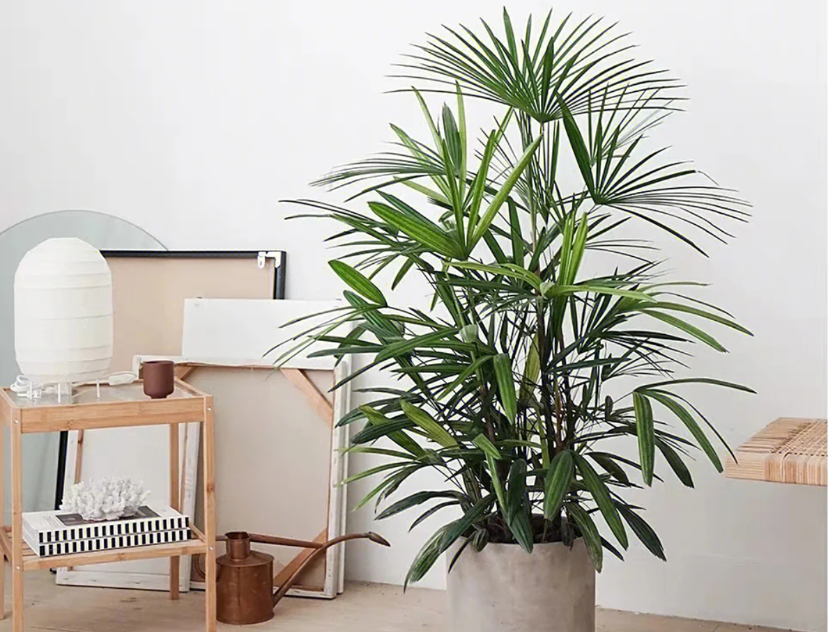 Cây trúc cọ với tán lá xanh mướt, phù hợp trang trí nội thất và sân vườn, mang lại không gian sống tươi mát. Ảnh: Baidu