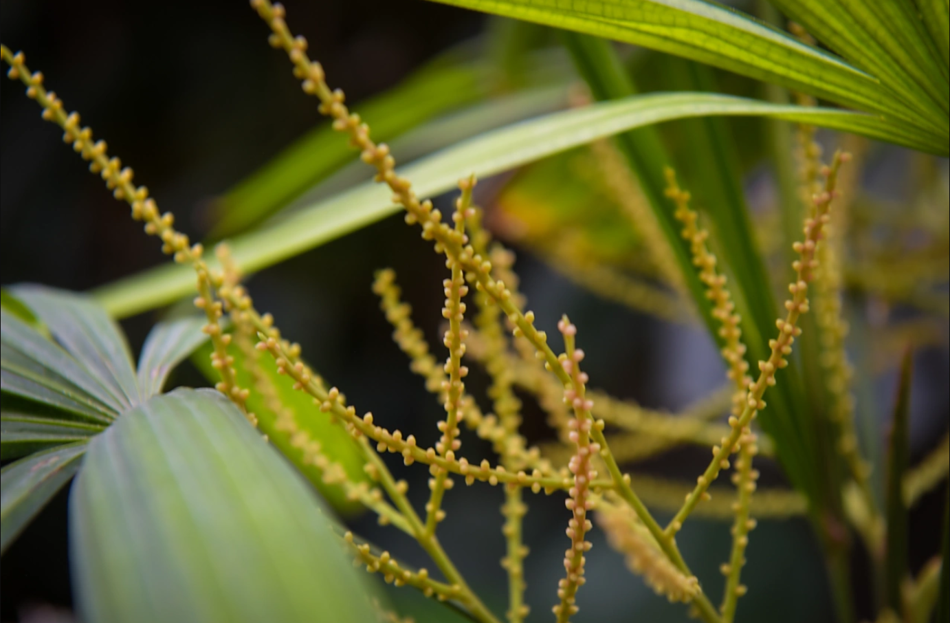Trúc cọ là loài cây phong thủy tượng trưng cho may mắn, tài lộc và sự bình an, dễ chăm sóc trong nhà hoặc văn phòng. Ảnh: Baidu