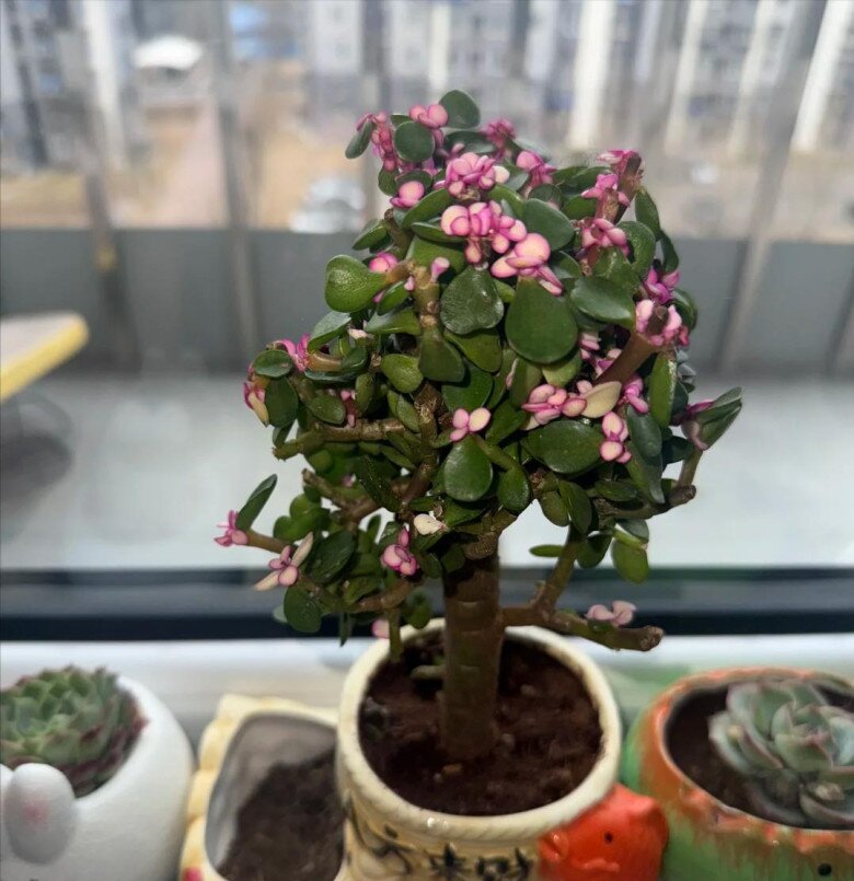 Cây cảnh nghe tên đã thấy giàu có, vàng bạc đầy nhà nhưng nay bị nhiều người cho vào “danh sách đen” vì 4 lý do - 2