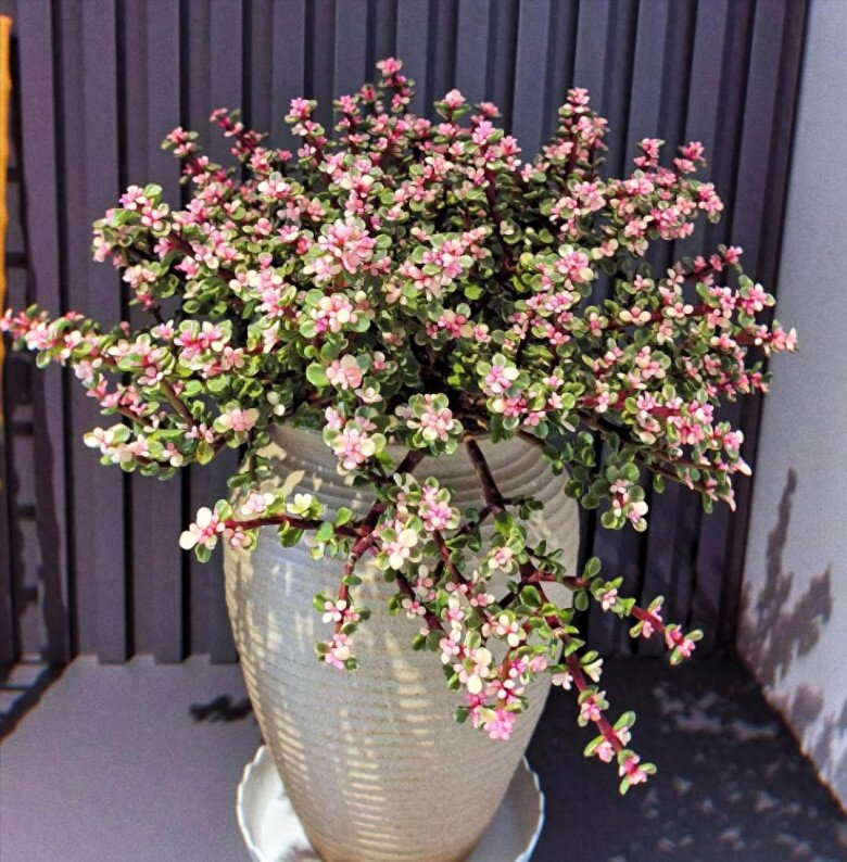 Cây cảnh nghe tên đã thấy giàu có, vàng bạc đầy nhà nhưng nay bị nhiều người cho vào “danh sách đen” vì 4 lý do - 3