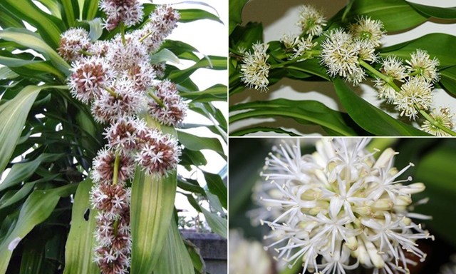 Cây thiết mộc lan ra hoa được coi là điềm may mắn, báo hiệu tài lộc và thịnh vượng sắp gõ cửa nhà gia chủ.