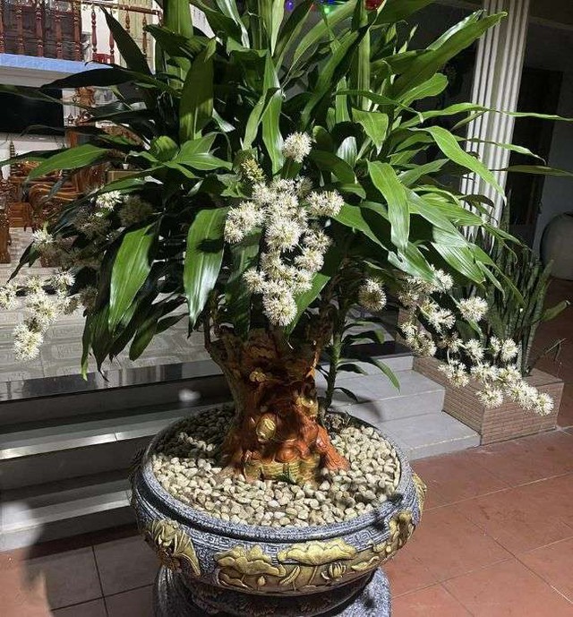 Một trong những cách kích thích thiết mộc lan ra hoa đó là người trồng cần chú ý bón phân đầy đủ cho cây.