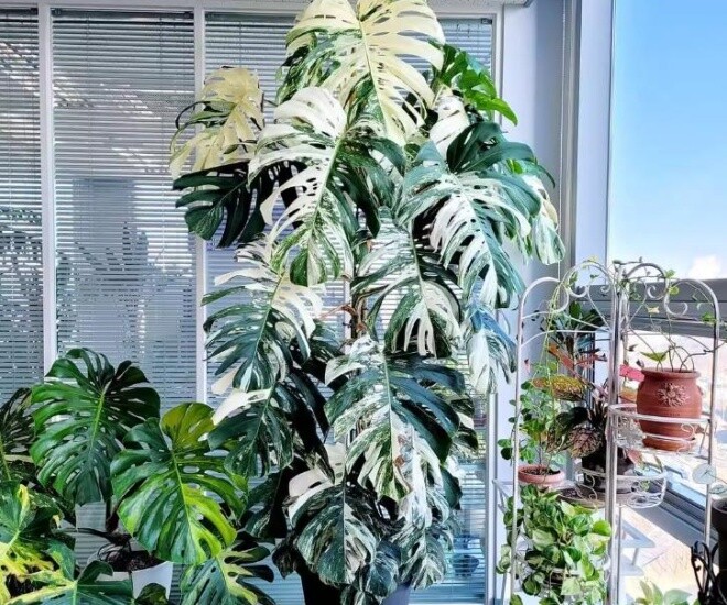 5 loại cây lá đẹp hơn hoa, trồng trong nhà là sang, gia chủ vượng lộc quanh năm - 1