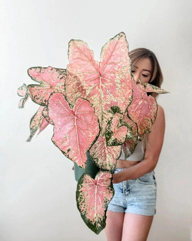 5 loại cây lá đẹp hơn hoa, trồng trong nhà là sang, gia chủ vượng lộc quanh năm - 2