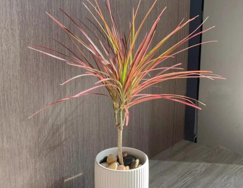 5 loại cây lá đẹp hơn hoa, trồng trong nhà là sang, gia chủ vượng lộc quanh năm - 3