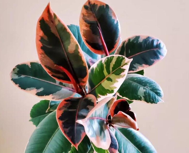 5 loại cây lá đẹp hơn hoa, trồng trong nhà là sang, gia chủ vượng lộc quanh năm - 5