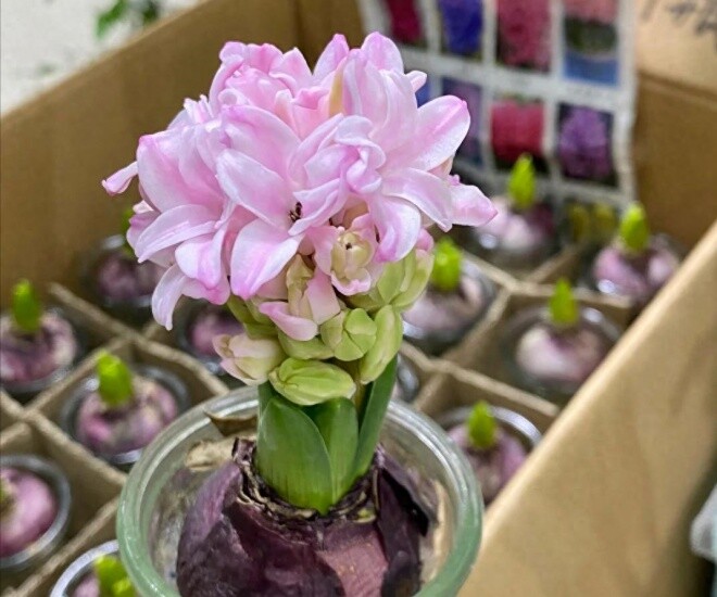 Loài hoa này thơm như nước hoa, trồng trong nhà giúp hút lộc nhưng nay bị nhiều người cho vào “danh sách đen” - 1