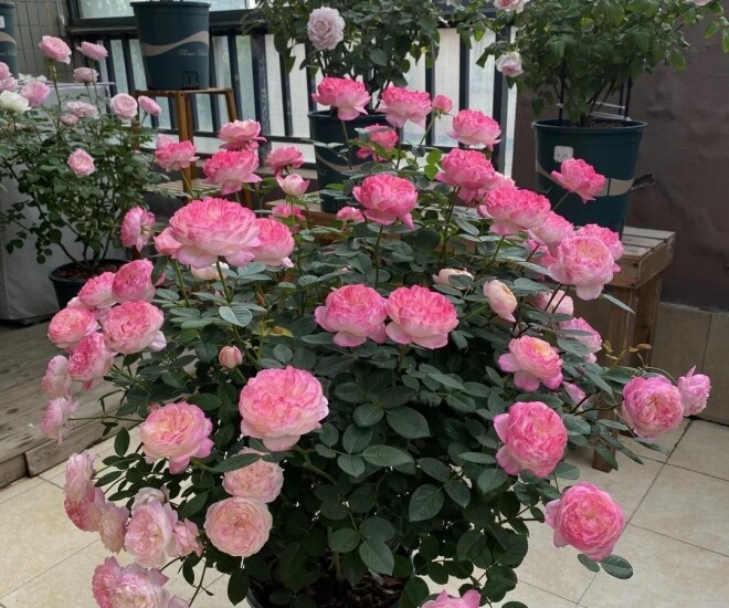 Tưới 4 bát “nước thần” này trong 15 ngày, hoa nở bung thành chùm to như cái bát, ban công hóa thành biển hoa - 1