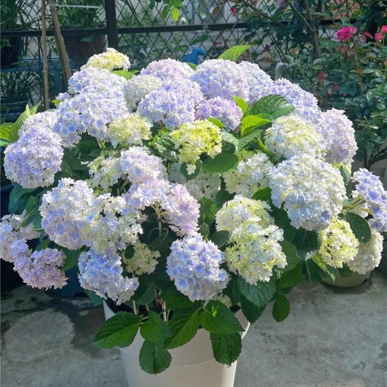 Tưới 4 bát “nước thần” này trong 15 ngày, hoa nở bung thành chùm to như cái bát, ban công hóa thành biển hoa - 2