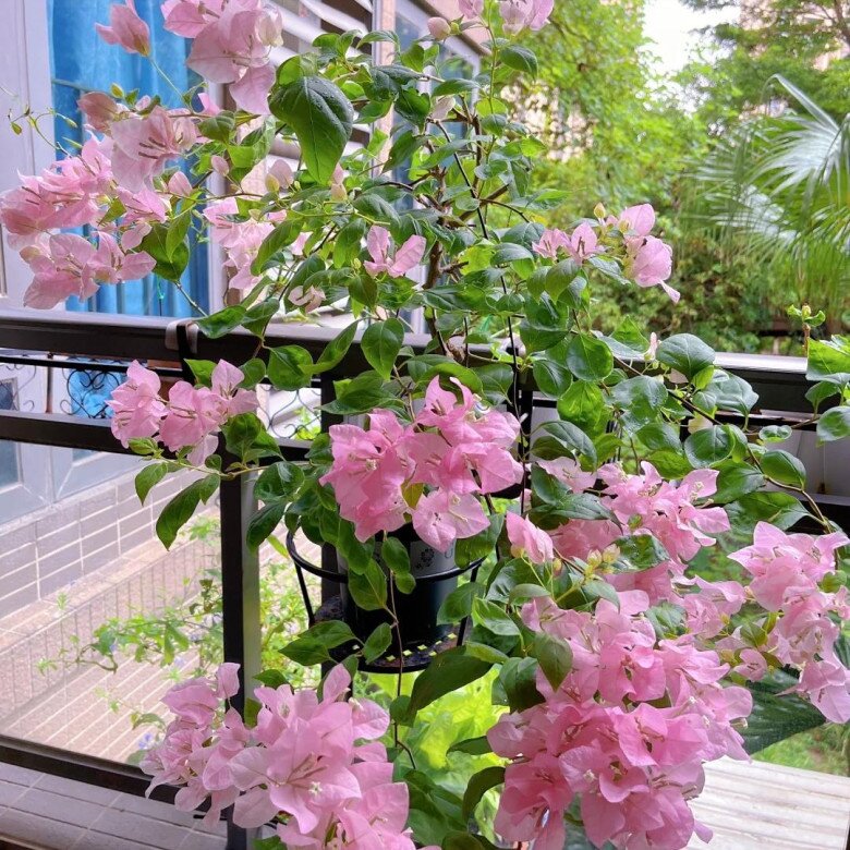 Xem thêm: Hoa giấy vừa đẹp vừa siêng nở hoa, mang lại may mắn và hạnh phúc nhưng 4 người này không nên trồng