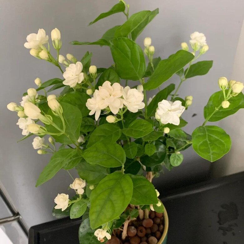 Tưới 4 bát “nước thần” này trong 15 ngày, hoa nở bung thành chùm to như cái bát, ban công hóa thành biển hoa - 4