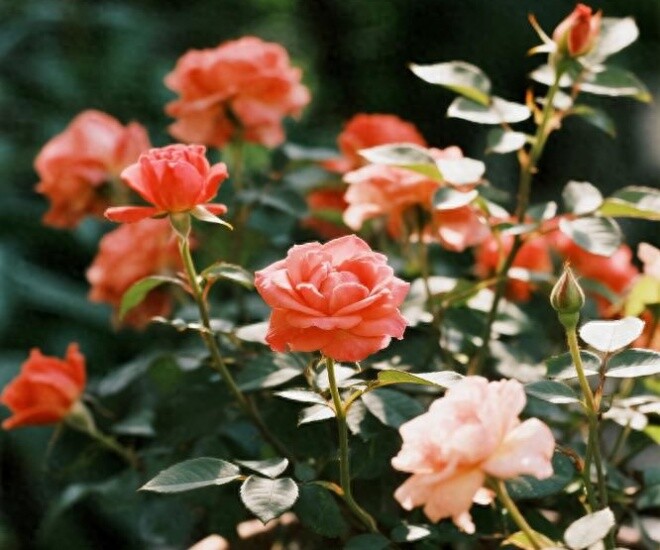 Từng làm hỏng 4 chậu hoa hồng, cuối cùng tôi cũng rút ra được 7 bí quyết giúp cây khỏe, hoa nở rực rỡ quanh năm - 1