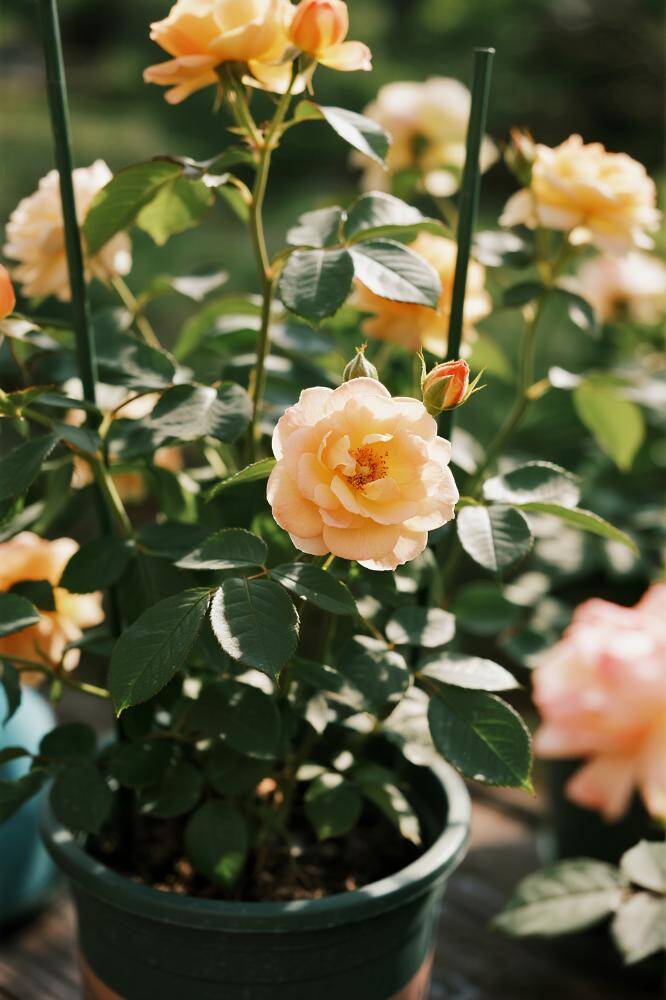 Từng làm hỏng 4 chậu hoa hồng, cuối cùng tôi cũng rút ra được 7 bí quyết giúp cây khỏe, hoa nở rực rỡ quanh năm - 4