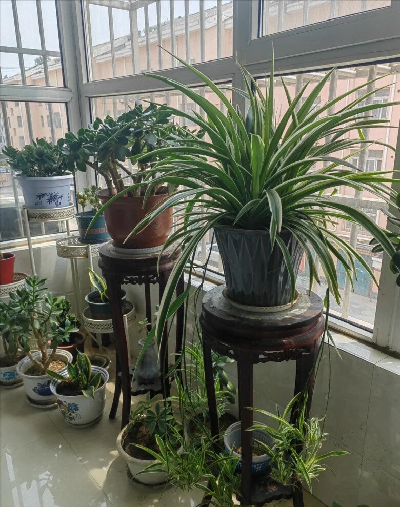 Tại sao không nên đặt 5 món đồ này trong phòng khách? Nghe chuyên gia giải thích xong, tôi mới thật sự hiểu ra - 5