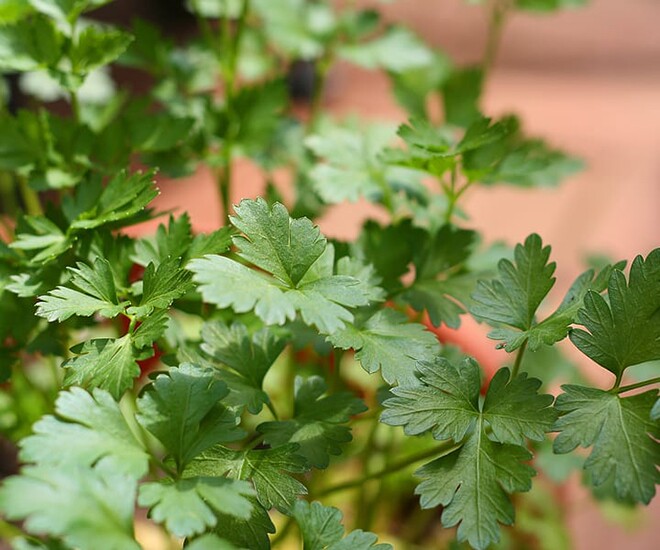 Cây này toàn thân đều ăn được, được mệnh danh amp;#34;rau của thậnamp;#34;, giá rẻ bán đầy chợ nhưng làm thành món ngon và bổ dưỡng - 1