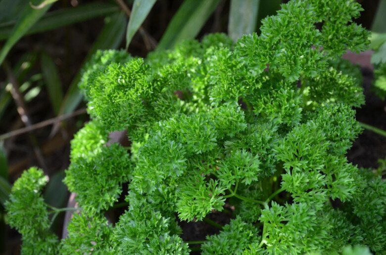 Cây này toàn thân đều ăn được, được mệnh danh amp;#34;rau của thậnamp;#34;, giá rẻ bán đầy chợ nhưng làm thành món ngon và bổ dưỡng - 2