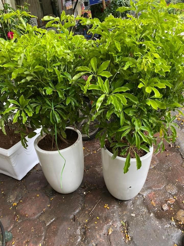 Ngũ gia bì là cây cảnh phong thủy được nhiều người ưa thích. Ảnh HM