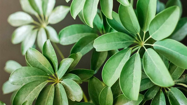 Lá của cây ngũ gia bì xanh quanh năm. Ảnh HM