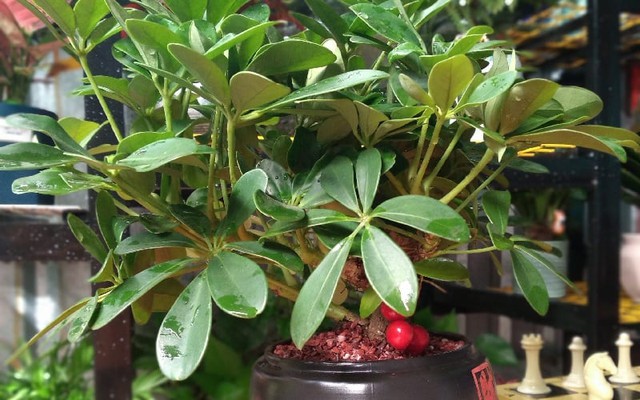 Cây ngũ gia bì ngoài trồng trước nhà còn được nhiều người chọn đặt ở bàn làm việc.