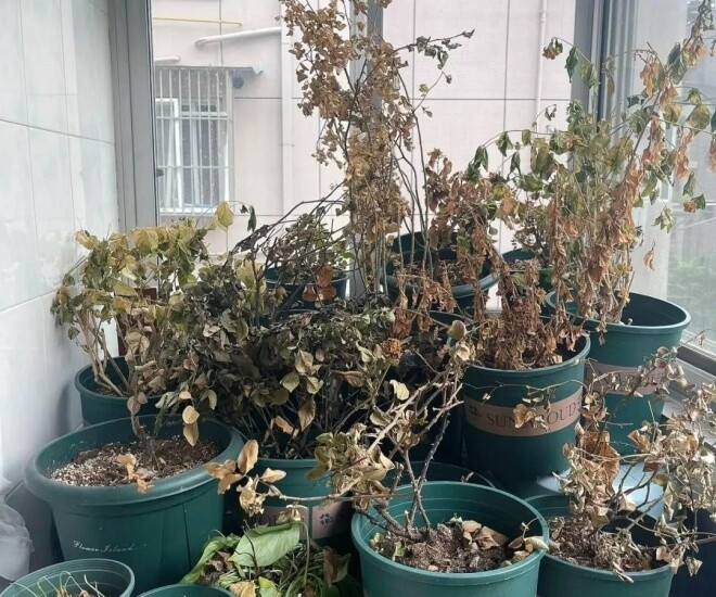 Người xưa nói: amp;#34;Ban công có 3 loại hoa, nhà nghèo khó phát”, kiểm tra xem nhà bạn có không - 1