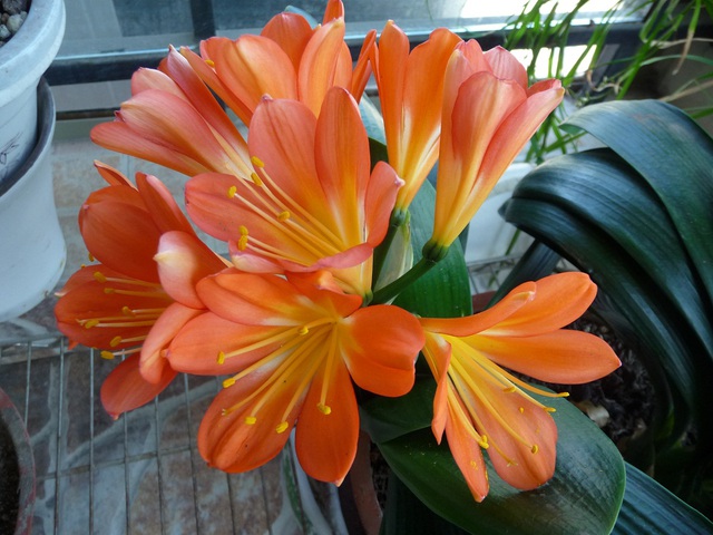 Cây lan quân tử là một loại cây cứng cáp và mạnh mẽ. Trong quan niệm của người Trung Quốc, cây lan quân tử là biểu tượng của thịnh vượng và tài khí.