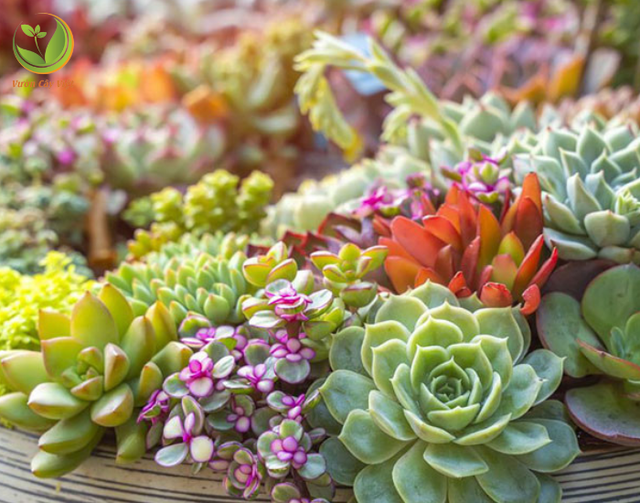 img src/upload/4-2025/images/2025-10-26/1761443691-nhat-mat-huong-dac-diem-y-nghia-cach-trong-va-cham-soc-cay-cuc-khoe-va-dep--7752-width640height360.jpg width660 /