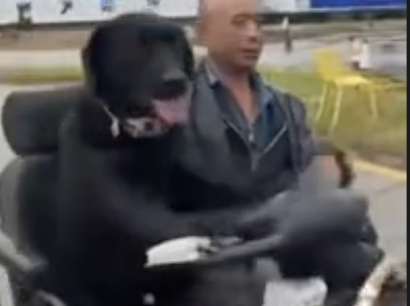 Trung Quốc: Chú chó “biết lái xe”, trượt ván, đổ rác gây sốt MXH, cảnh sát phải can thiệp vì lý do an toàn- Ảnh 2.