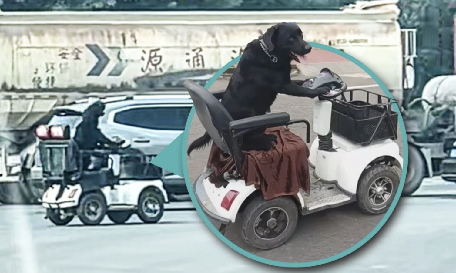 Trung Quốc: Chú chó “biết lái xe”, trượt ván, đổ rác gây sốt MXH, cảnh sát phải can thiệp vì lý do an toàn- Ảnh 3.