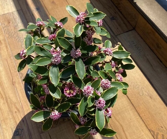 Hoa này đẹp hơn hoa trường sinh 100 lần, càng lạnh càng nở rộ, vừa thanh lịch vừa sang trọng, hương thơm bay xa cả 100m - 1