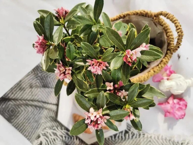 Hoa này đẹp hơn hoa trường sinh 100 lần, càng lạnh càng nở rộ, vừa thanh lịch vừa sang trọng, hương thơm bay xa cả 100m - 4