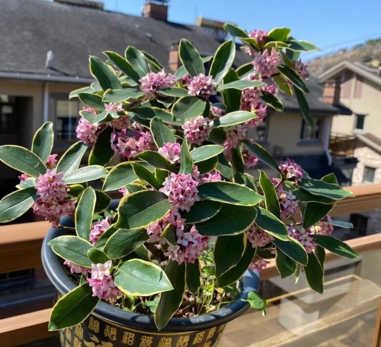 Hoa này đẹp hơn hoa trường sinh 100 lần, càng lạnh càng nở rộ, vừa thanh lịch vừa sang trọng, hương thơm bay xa cả 100m - 5