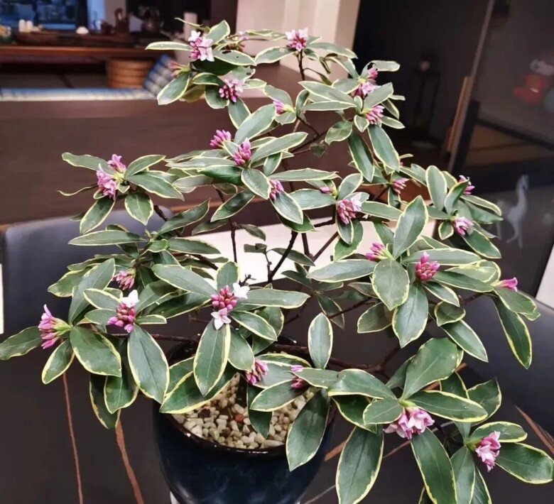 Hoa này đẹp hơn hoa trường sinh 100 lần, càng lạnh càng nở rộ, vừa thanh lịch vừa sang trọng, hương thơm bay xa cả 100m - 7