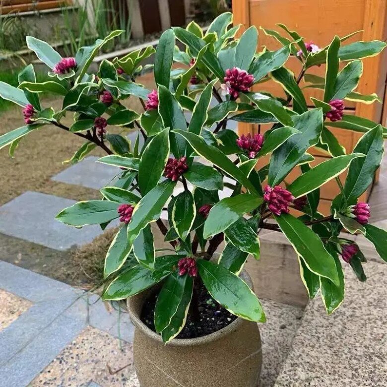 Hoa này đẹp hơn hoa trường sinh 100 lần, càng lạnh càng nở rộ, vừa thanh lịch vừa sang trọng, hương thơm bay xa cả 100m - 8