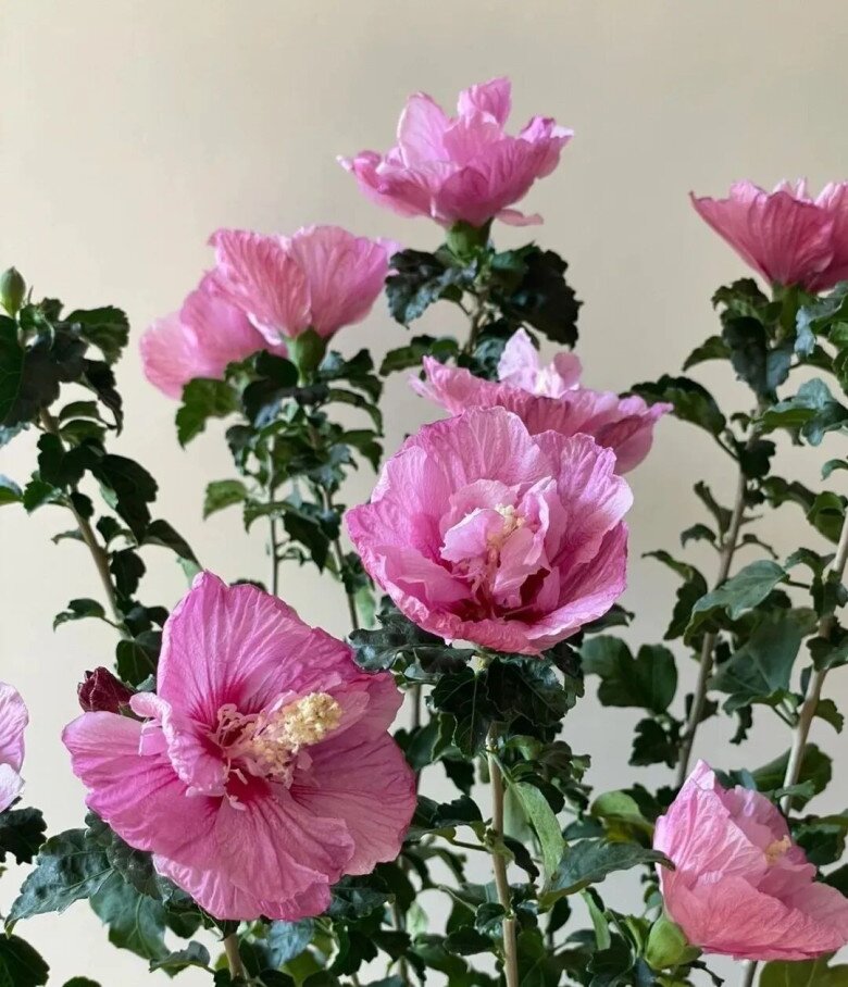 Xem thêm: Cách trồng và chăm sóc hoa dâm bụt trồng trong chậu