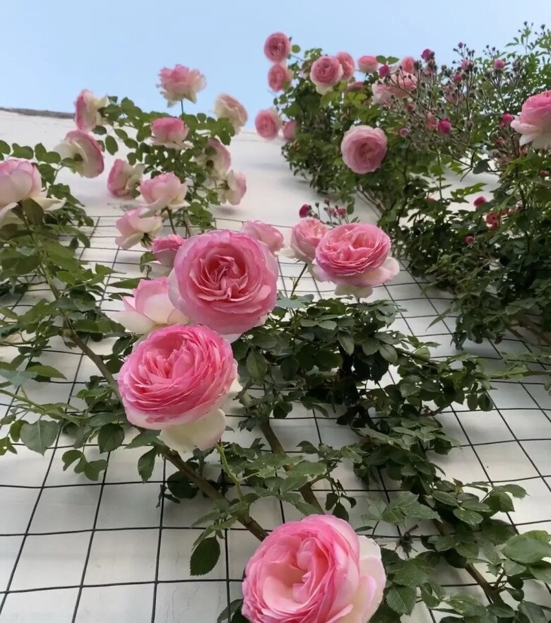 5 loài hoa “bất tử” mùa hè chẳng sợ nóng, mùa đông chẳng ngại lạnh, vứt xó vẫn nở rực rỡ - 3