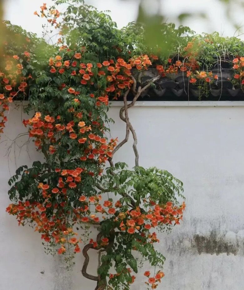 5 loài hoa “bất tử” mùa hè chẳng sợ nóng, mùa đông chẳng ngại lạnh, vứt xó vẫn nở rực rỡ - 4