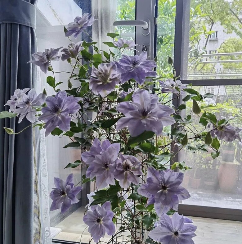 5 loài hoa “bất tử” mùa hè chẳng sợ nóng, mùa đông chẳng ngại lạnh, vứt xó vẫn nở rực rỡ - 5