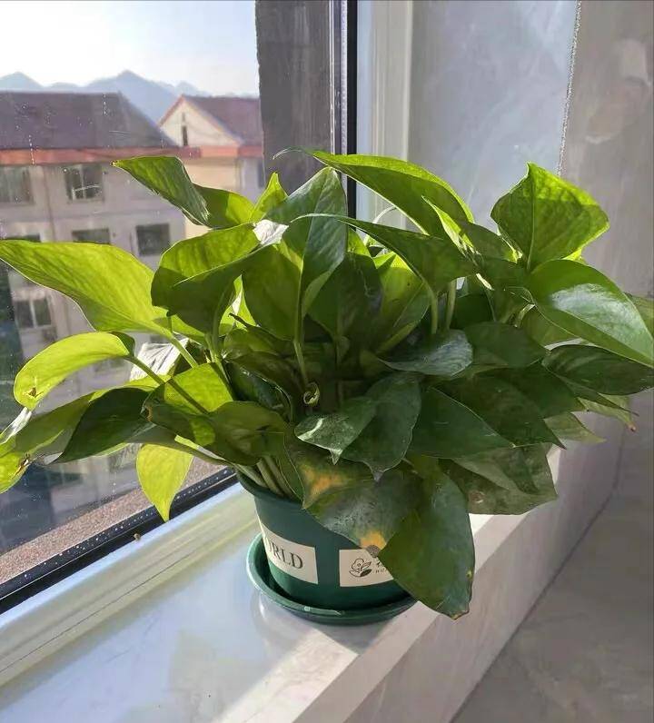 Trầu bà có một “công tắc nhỏ”, bật đúng cách cây lớn vù vù, cành vươn dài 2m, lá xanh mướt như bôi mỡ - 3