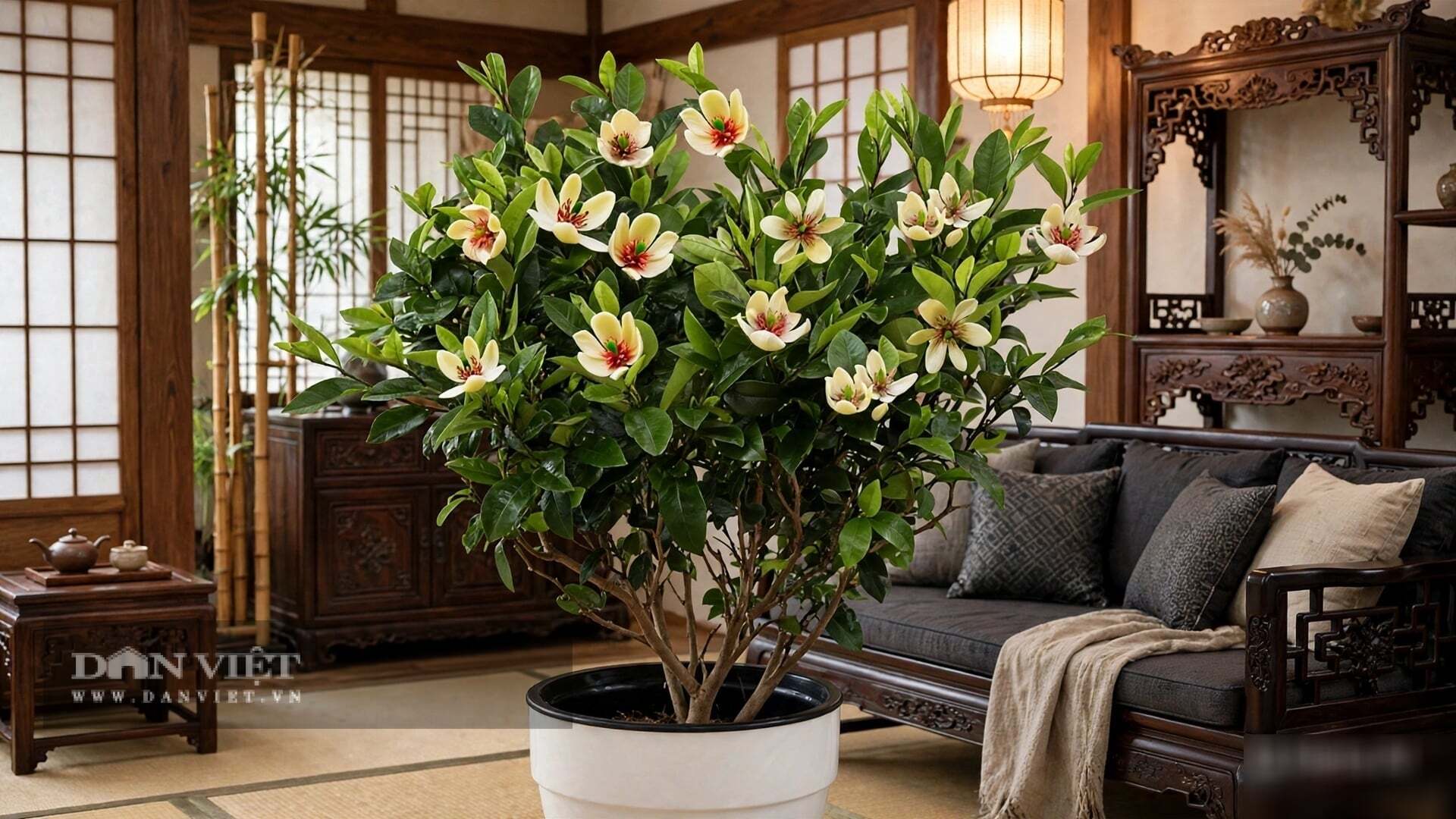 Cành cây cảnh lan tiêu rất dẻo