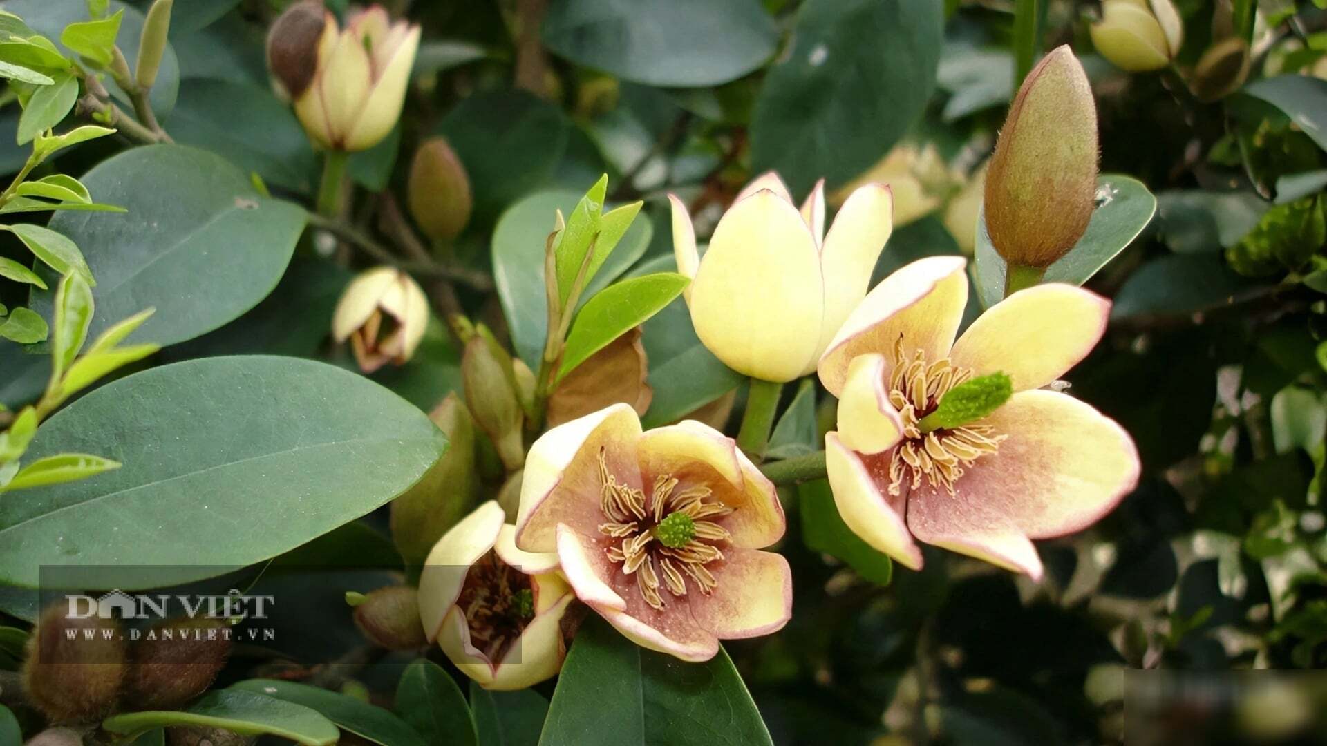 Trồng cây cảnh suy cho cùng là trồng người.