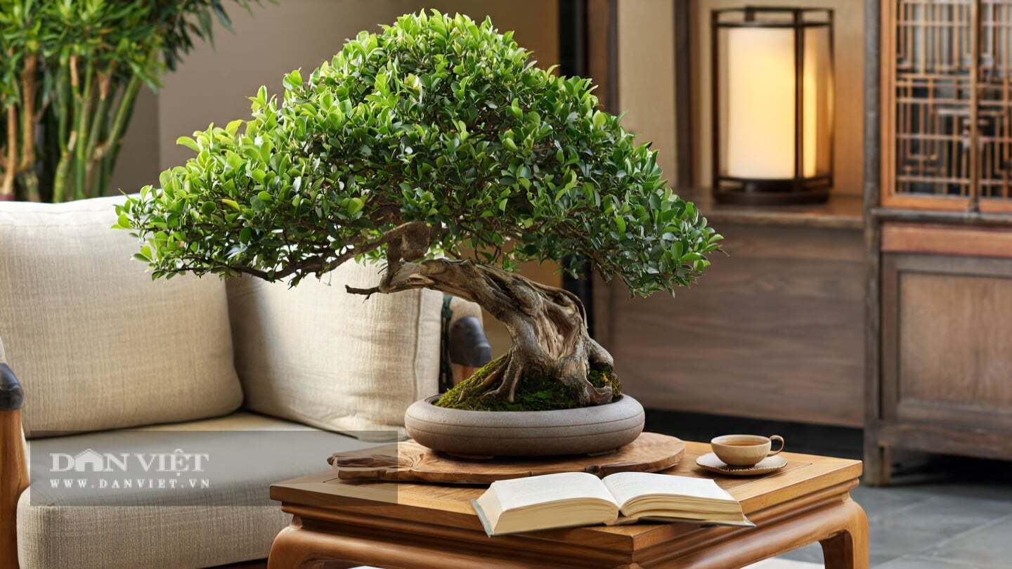 Cây cảnh mang hành Mộc
