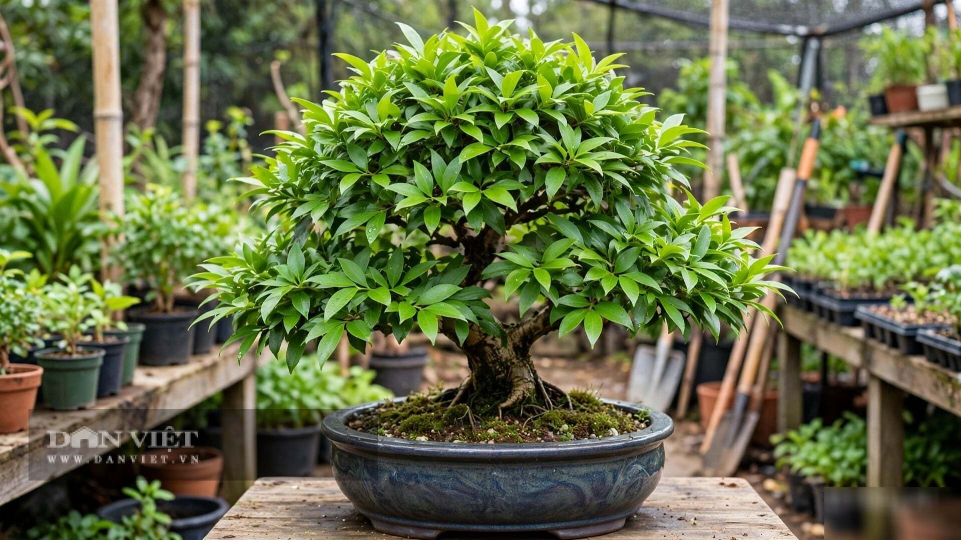 Cây cảnh thơm từ gỗ