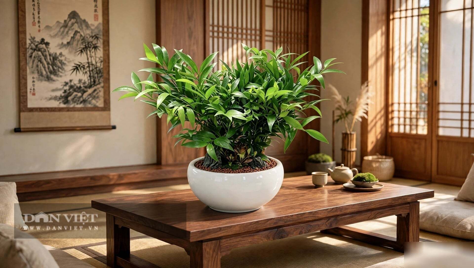Với người mệnh Mộc và mệnh Thủy, cây cảnh kim giao đặc biệt tương hợp.