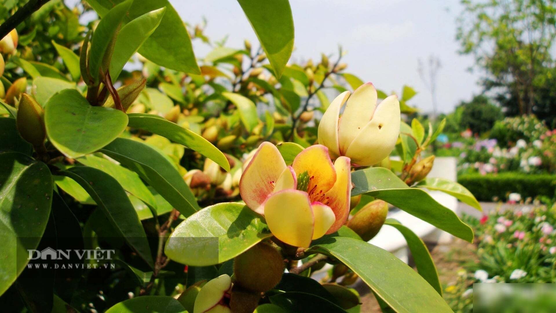 Hương của cây cảnh lan tiêu rất thanh