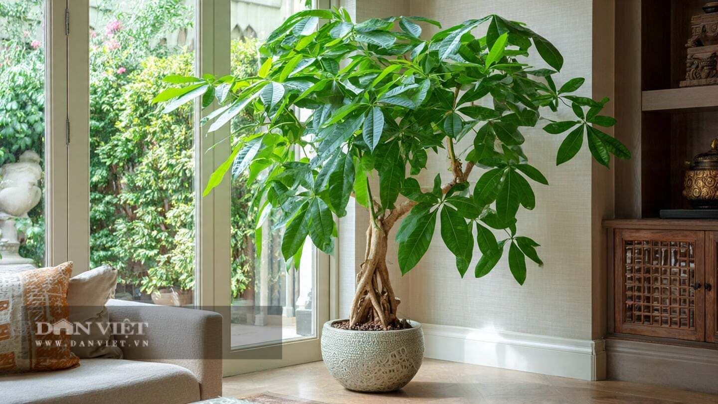 3 cây cảnh này chỉ cần chút sáng