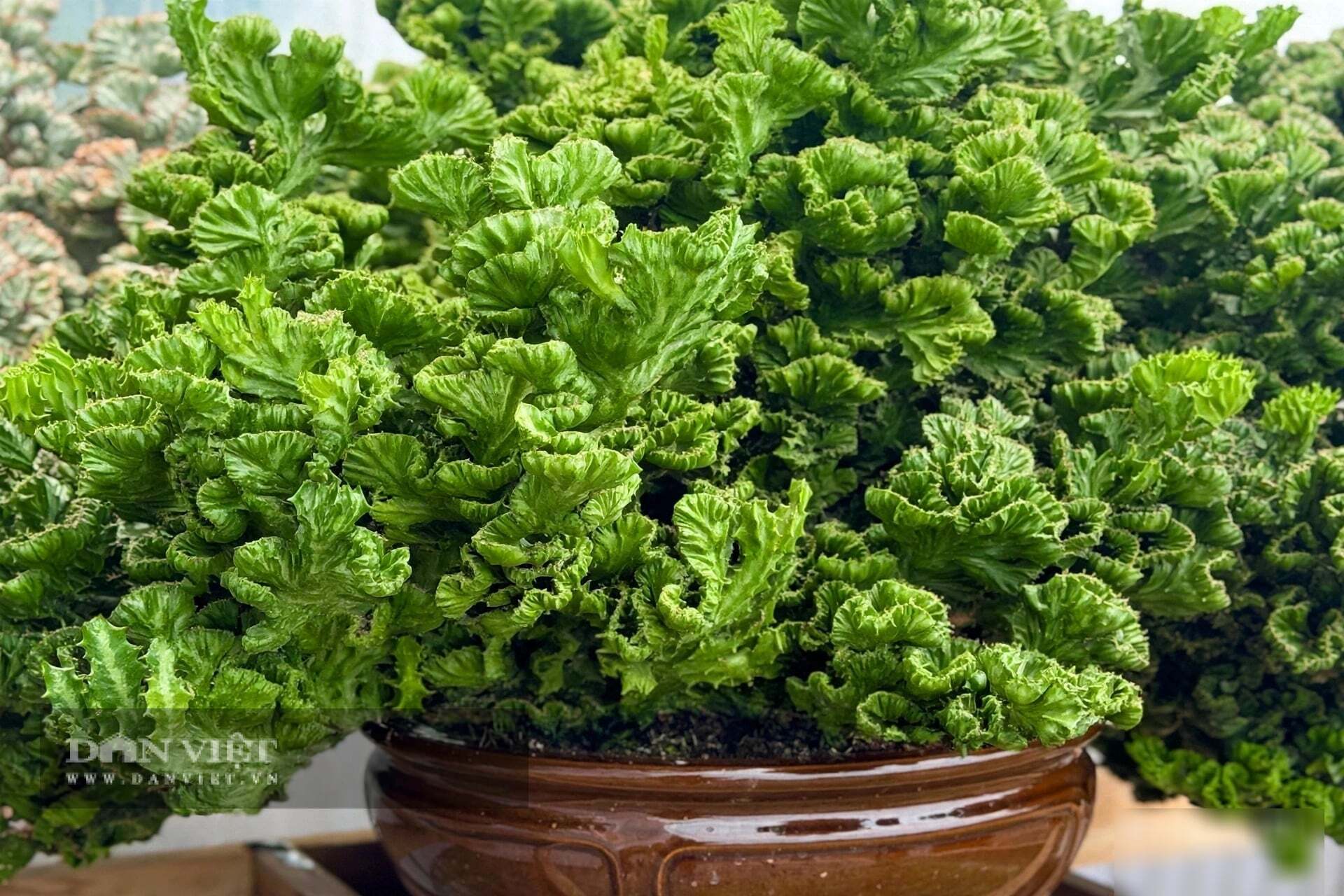 Cây cảnh càng sống lâu, thân càng xoắn chặt
