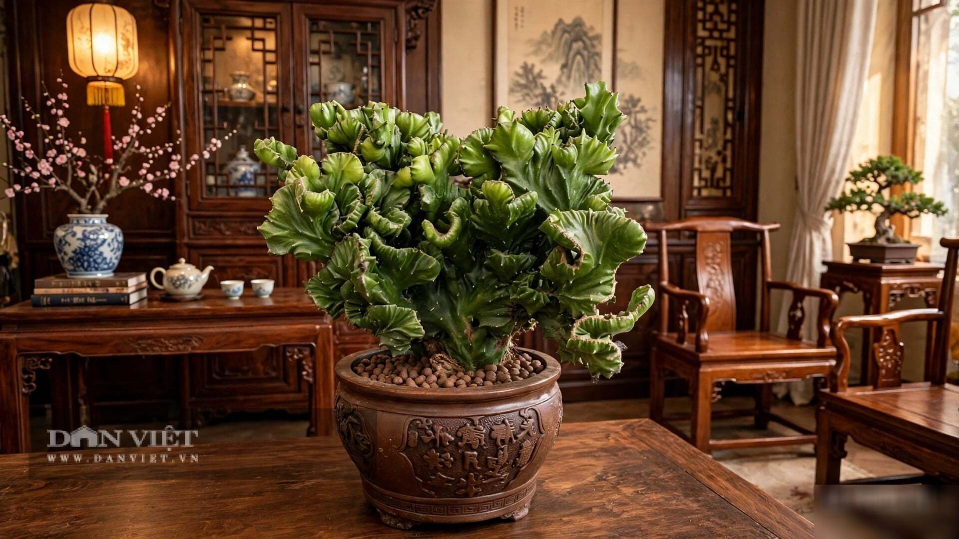Cây cảnh ưa nơi sáng nhất trong nhà