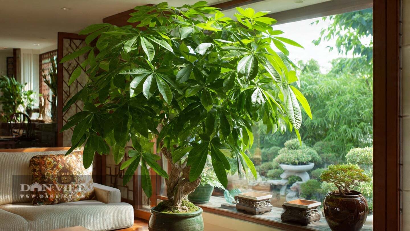 Cây cảnh kim ngân đa dụng